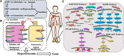 TCM and related active compounds in the treatment of gout: the regulation of signaling pathway and urate transporter